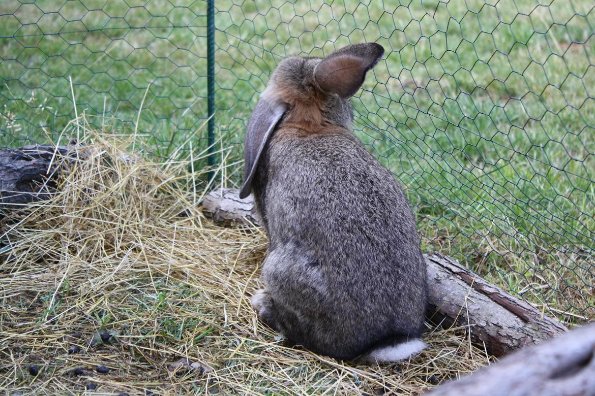 Kanin Kaya billede 16