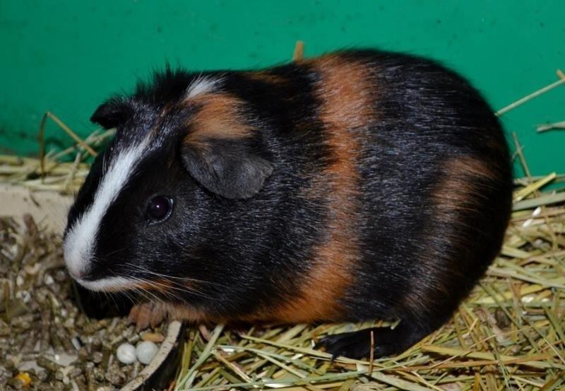 Marsvin Kejser billede 1