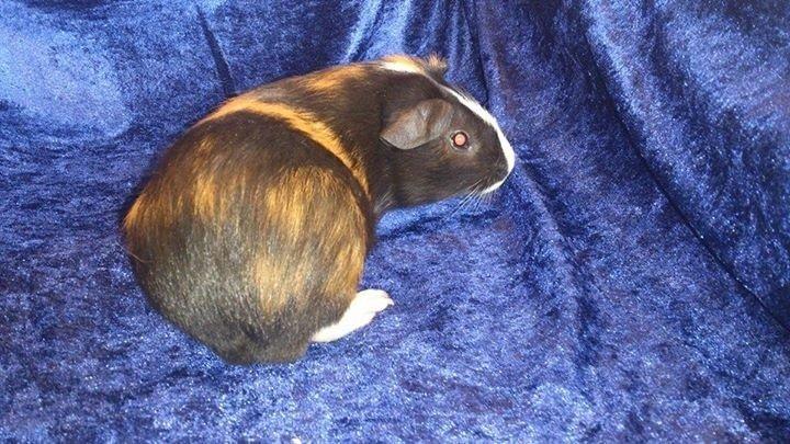 Marsvin Kejser billede 2