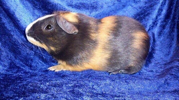 Marsvin Kejser billede 3