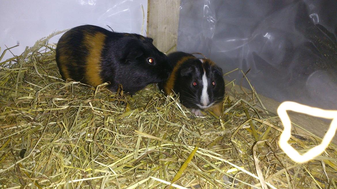 Marsvin Kejser billede 4