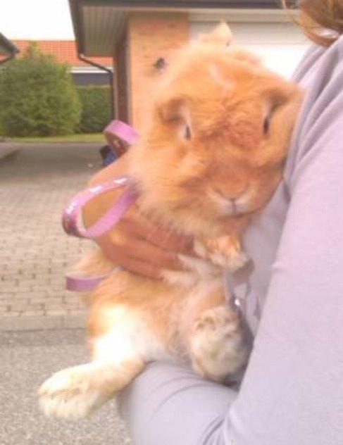 Kanin Team Fluffhop's Pjuske af Maragascad(himmelgnaver) billede 11