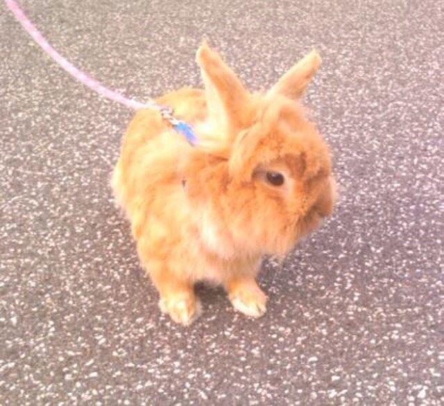 Kanin Team Fluffhop's Pjuske af Maragascad(himmelgnaver) billede 12