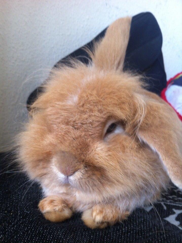 Kanin Team Fluffhop's Pjuske af Maragascad(himmelgnaver) billede 17