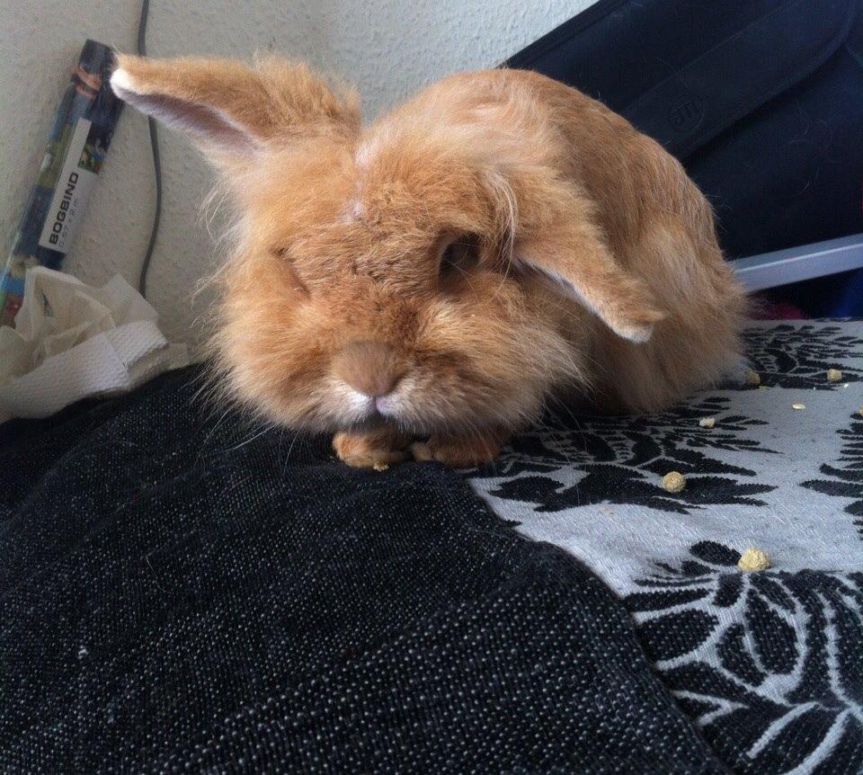 Kanin Team Fluffhop's Pjuske af Maragascad(himmelgnaver) billede 15