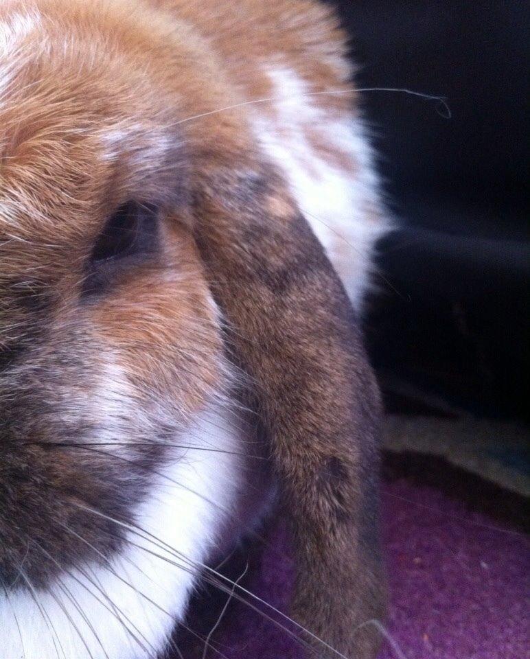 Kanin Team Fluffhop's Sir Plet billede 9