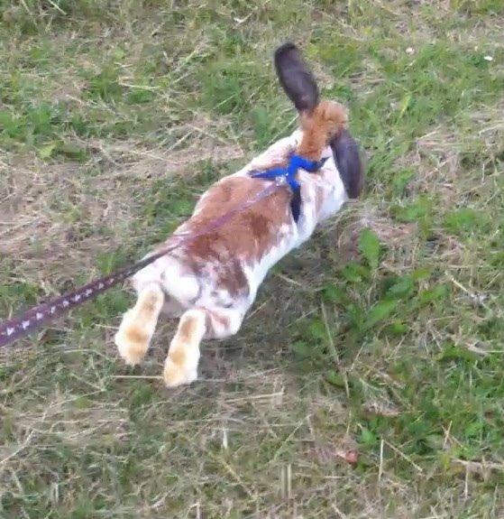 Kanin Team Fluffhop's Sir Plet billede 10