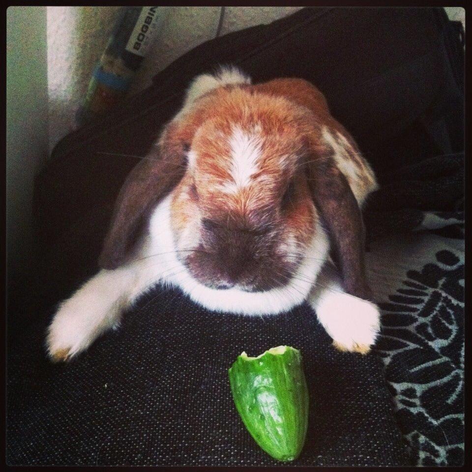 Kanin Team Fluffhop's Sir Plet billede 8