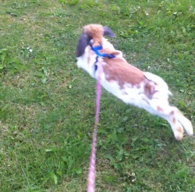 Kanin Team Fluffhop's Sir Plet billede 11