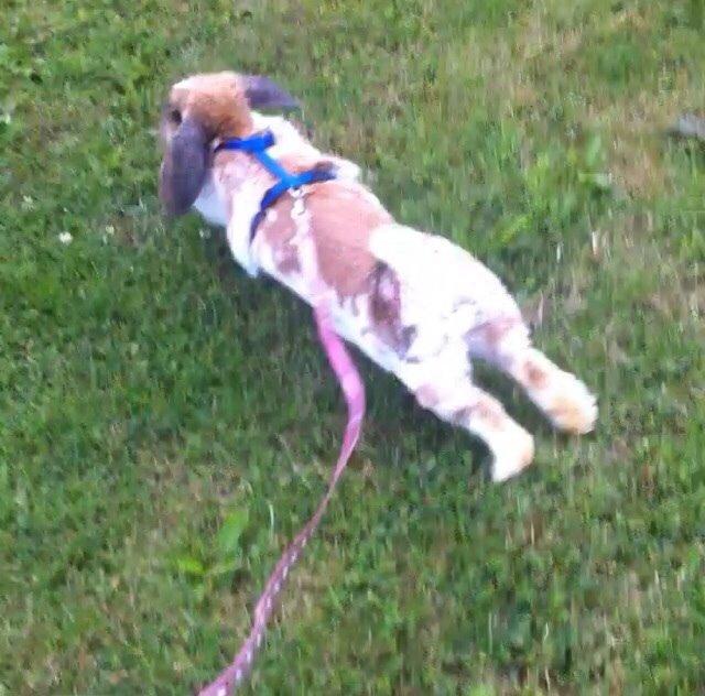 Kanin Team Fluffhop's Sir Plet billede 13