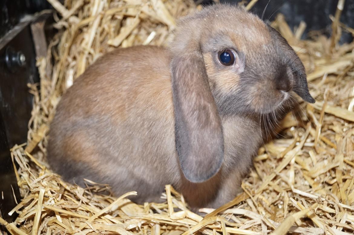 Kanin Springers Smilla † DØD 13.05.15 † billede 2