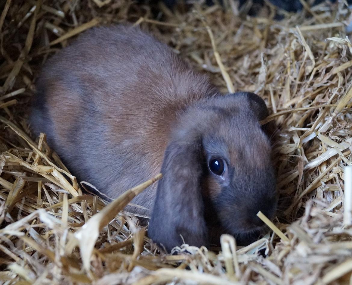 Kanin Springers Smilla † DØD 13.05.15 † billede 5