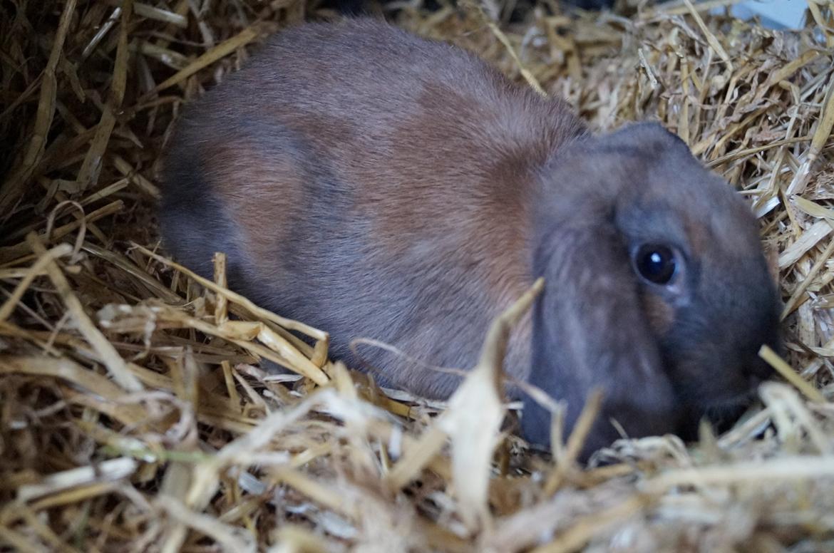 Kanin Springers Smilla † DØD 13.05.15 † billede 6