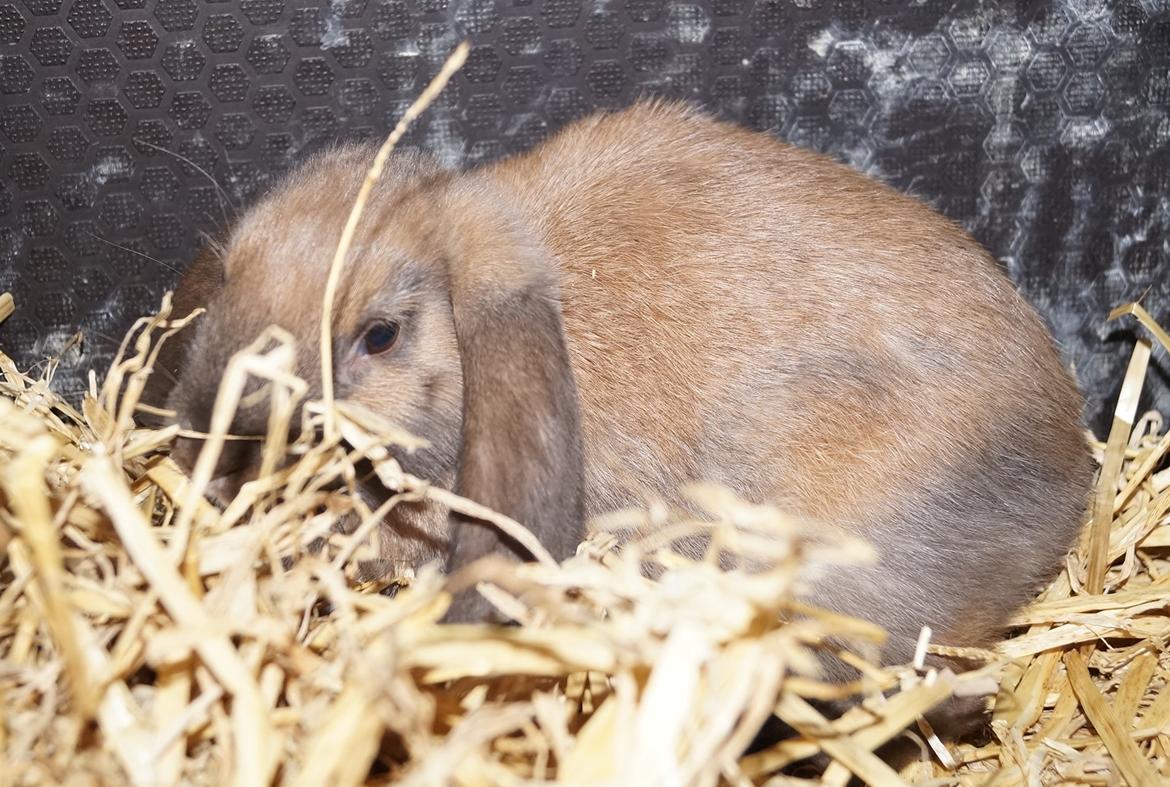 Kanin Springers Smilla † DØD 13.05.15 † billede 7