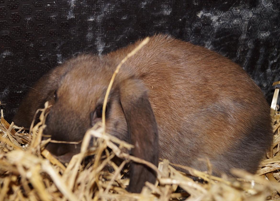 Kanin Springers Smilla † DØD 13.05.15 † billede 9