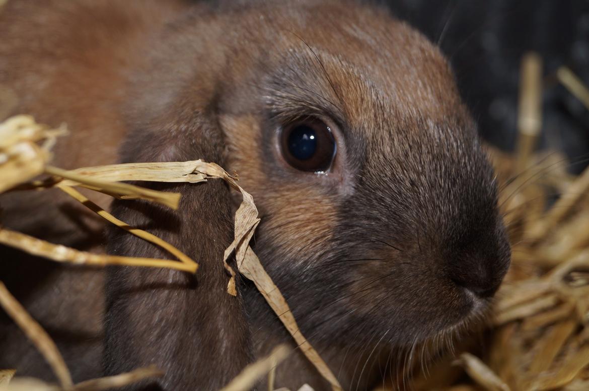 Kanin Springers Smilla † DØD 13.05.15 † billede 11