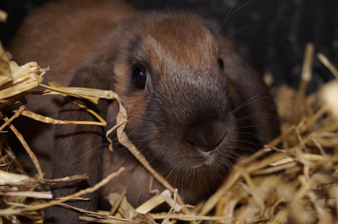 Kanin Springers Smilla † DØD 13.05.15 † billede 13