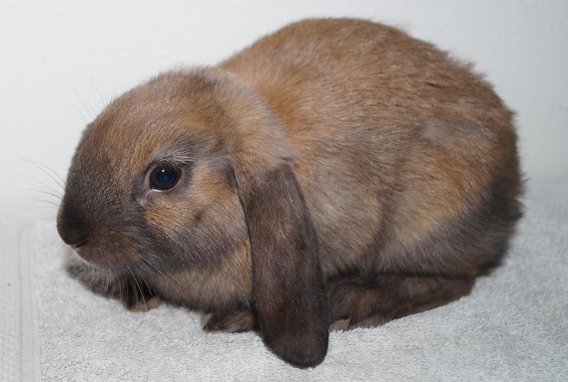 Kanin Springers Smilla † DØD 13.05.15 † billede 3