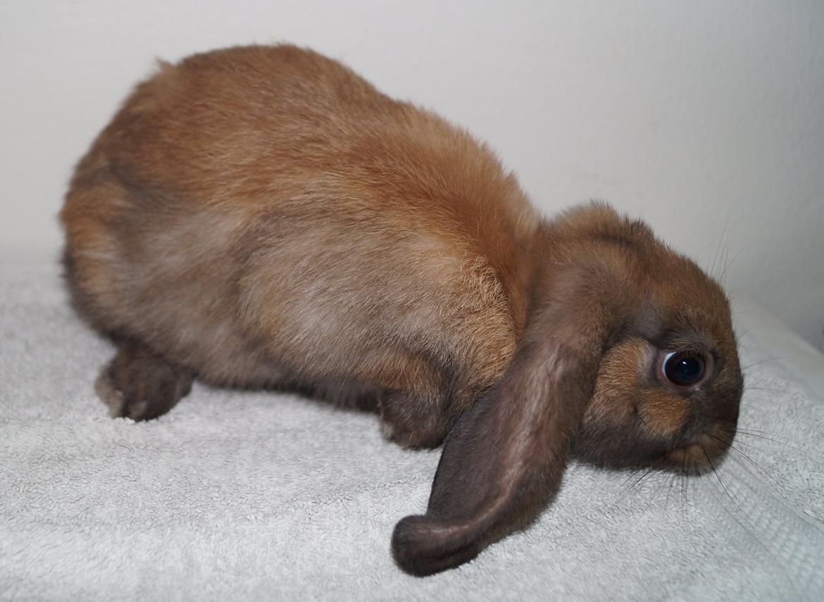 Kanin Springers Smilla † DØD 13.05.15 † billede 15