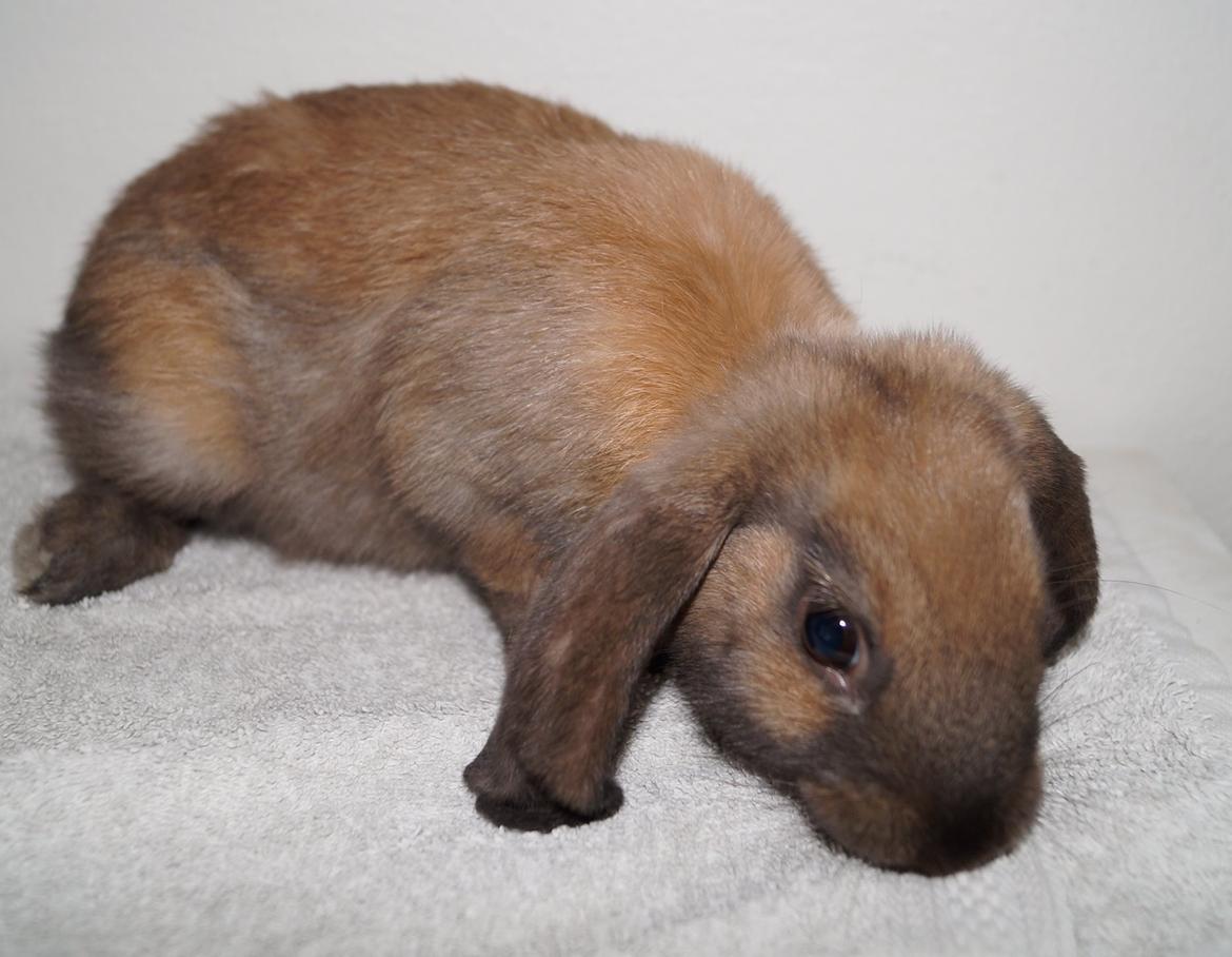 Kanin Springers Smilla † DØD 13.05.15 † billede 16