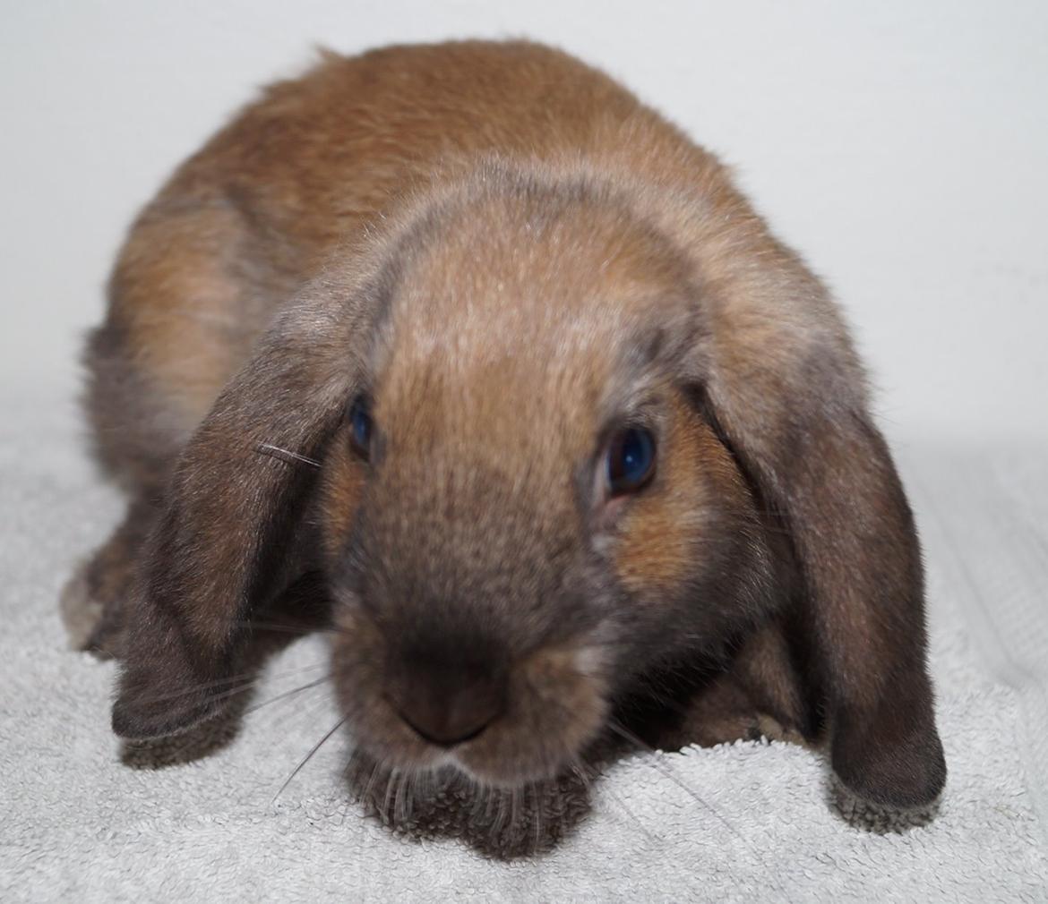 Kanin Springers Smilla † DØD 13.05.15 † billede 8
