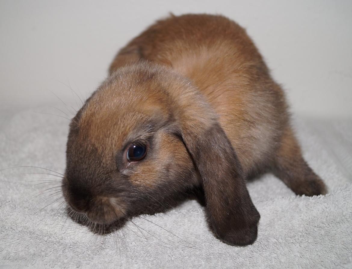 Kanin Springers Smilla † DØD 13.05.15 † billede 17