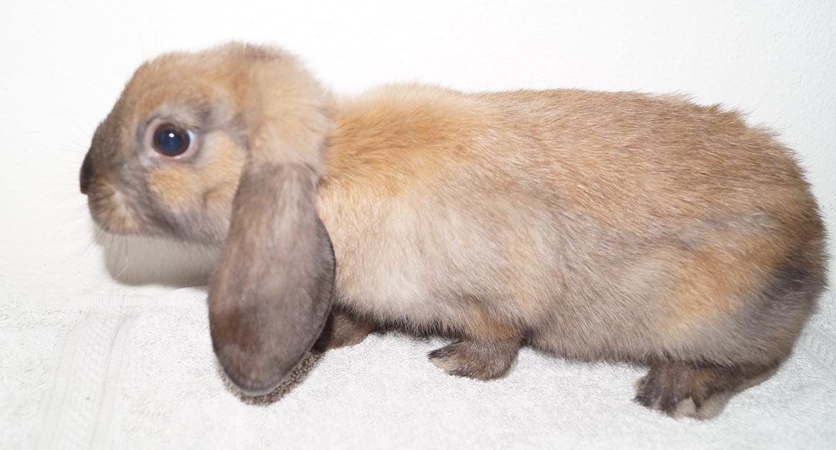 Kanin Springers Smilla † DØD 13.05.15 † billede 18