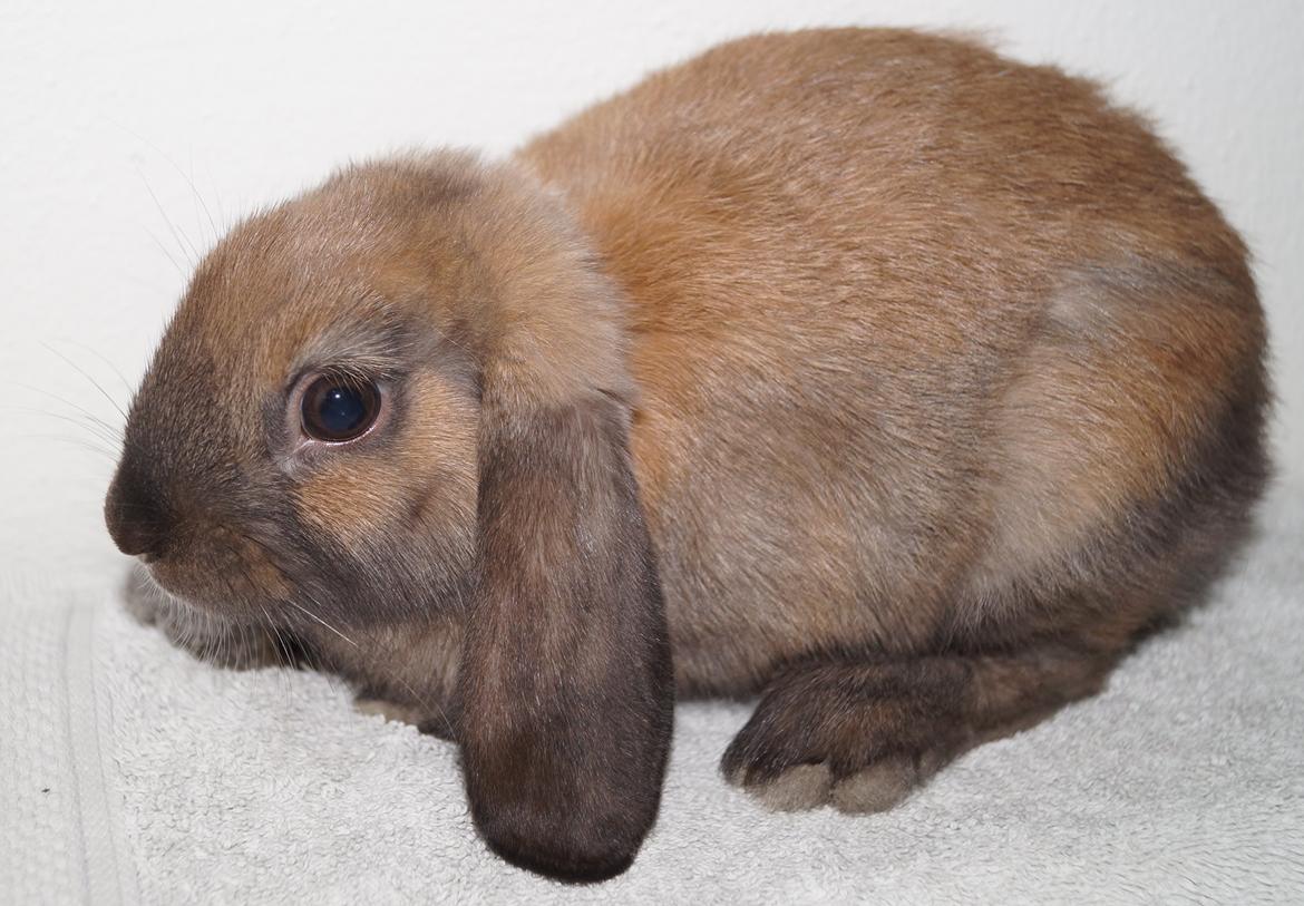 Kanin Springers Smilla † DØD 13.05.15 † billede 19