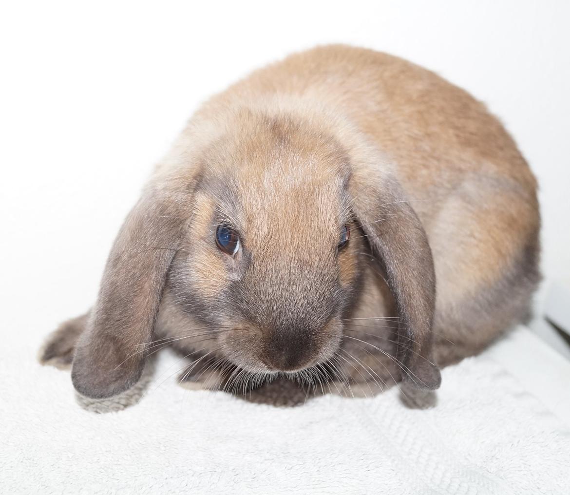 Kanin Springers Smilla † DØD 13.05.15 † billede 20