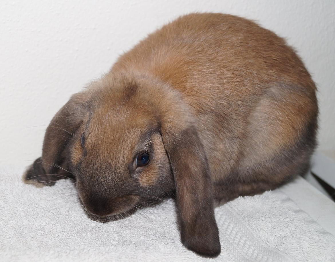 Kanin Springers Smilla † DØD 13.05.15 † billede 21