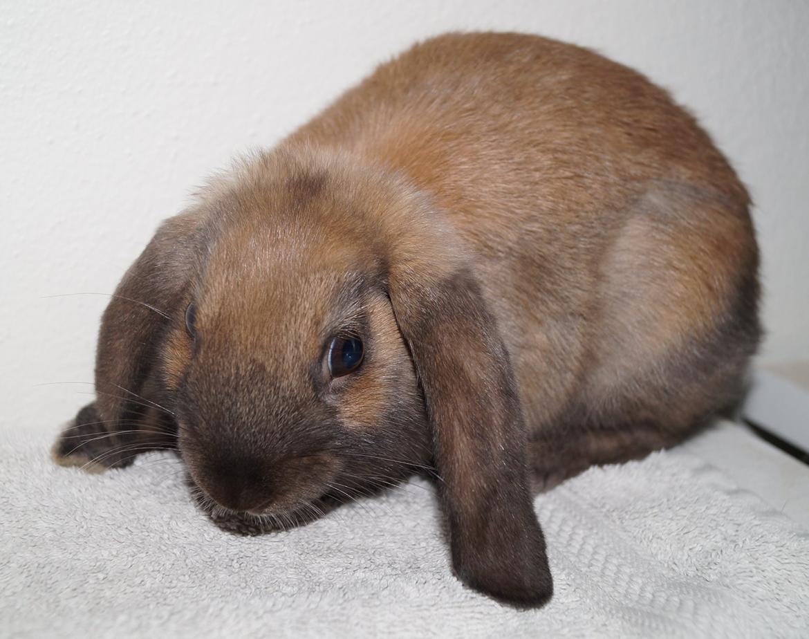 Kanin Springers Smilla † DØD 13.05.15 † billede 10