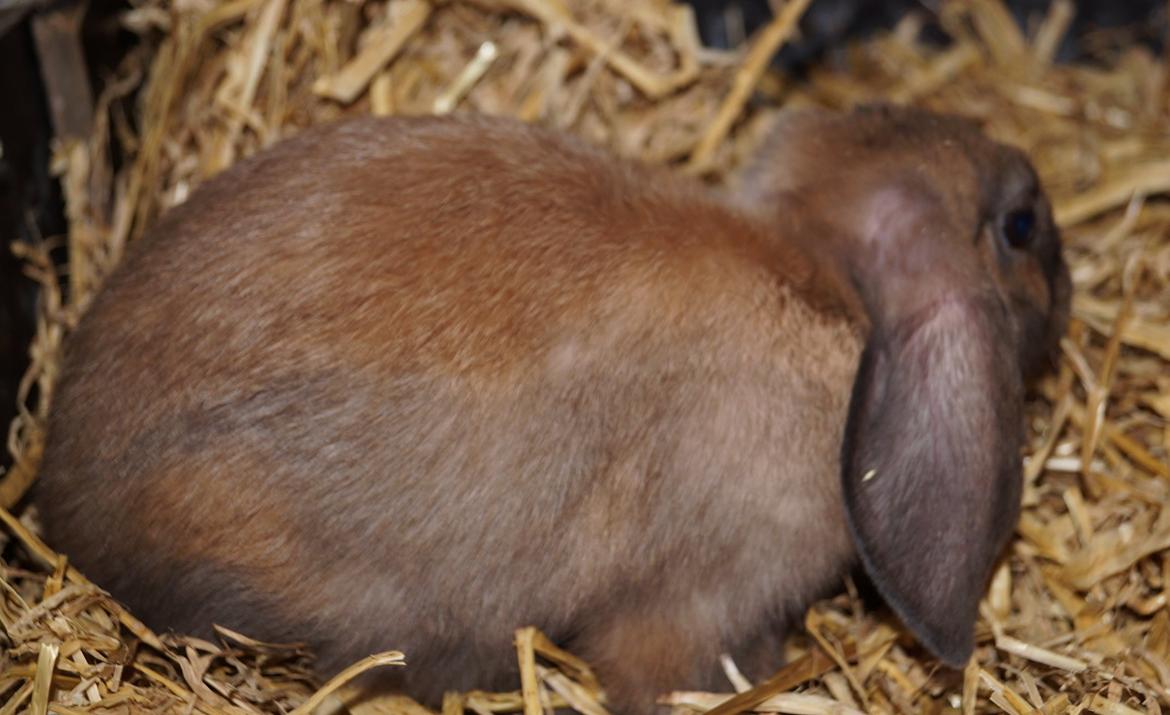 Kanin Springers Smilla † DØD 13.05.15 † billede 4