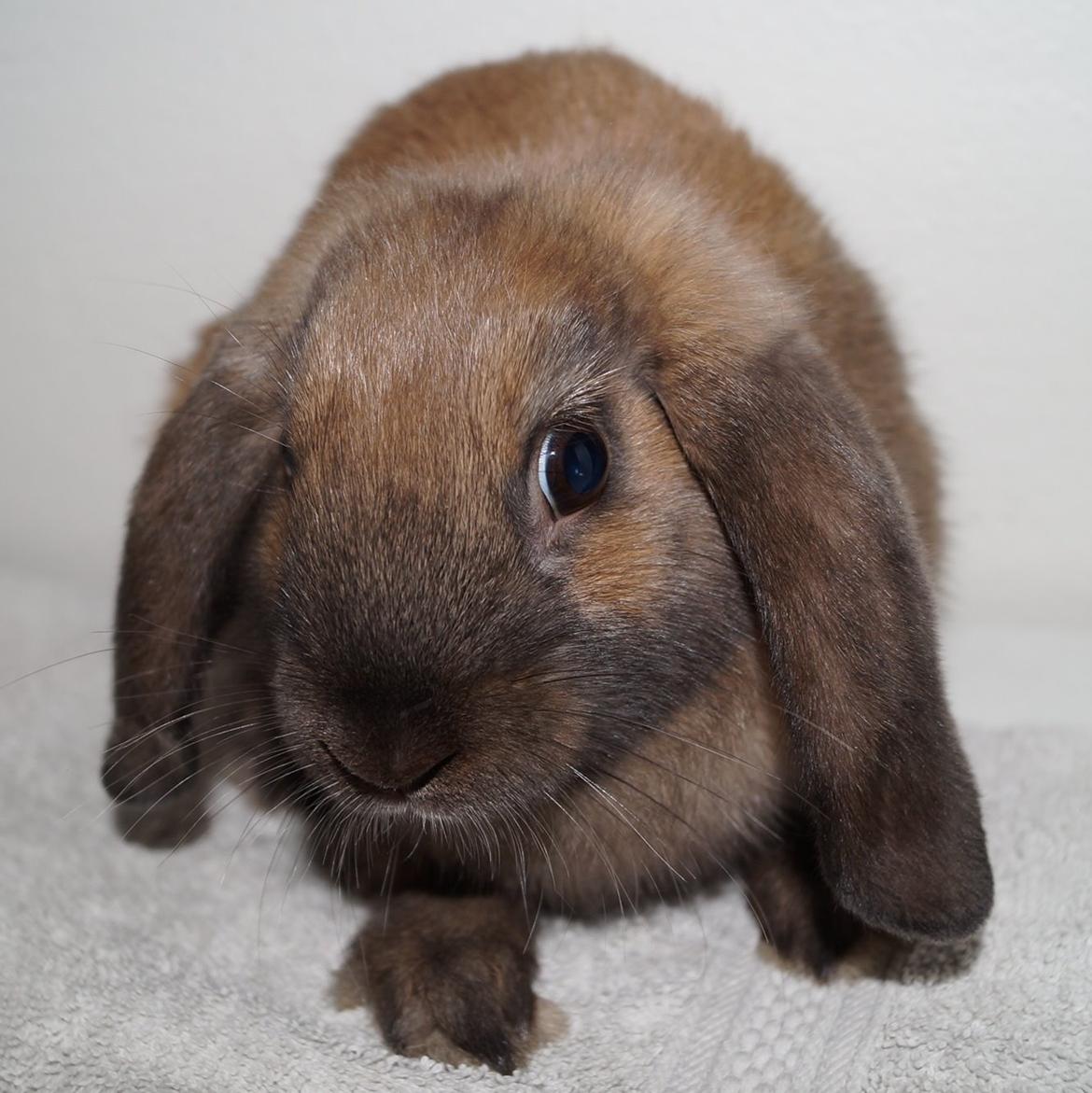 Kanin Springers Smilla † DØD 13.05.15 † billede 23