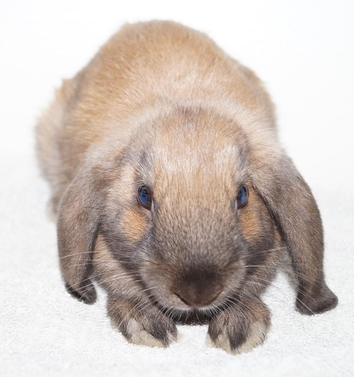 Kanin Springers Smilla † DØD 13.05.15 † billede 22