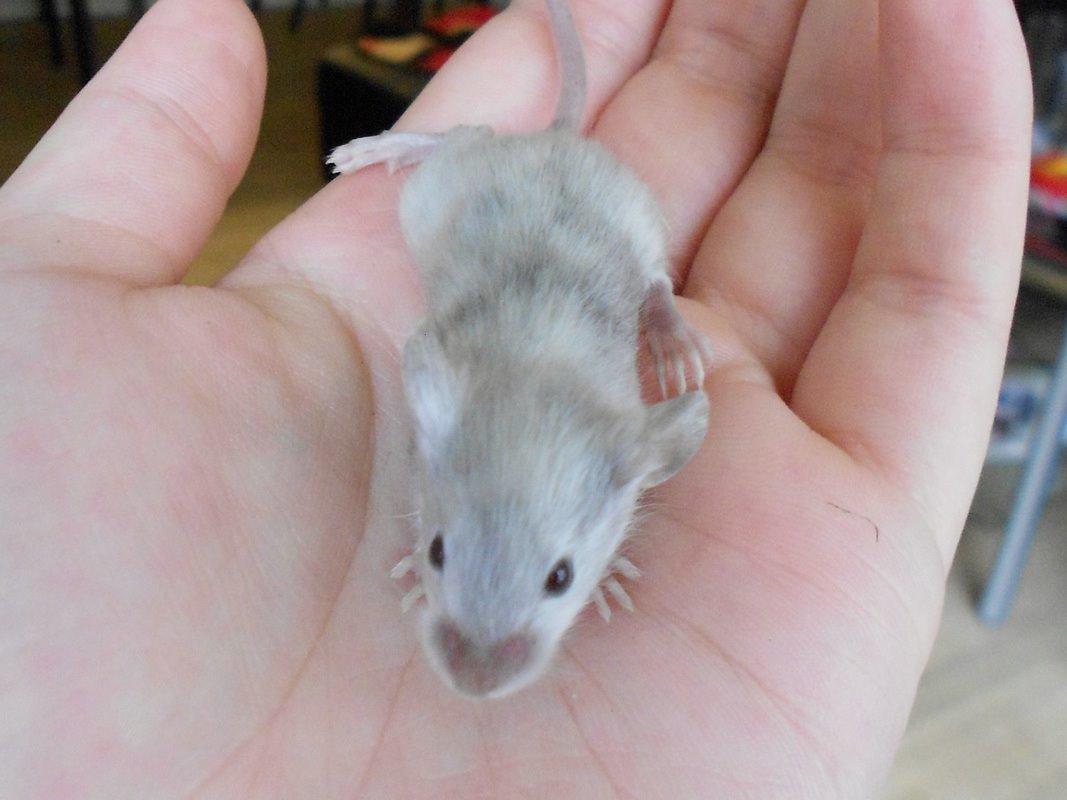 Mus Vejlmus' Ebay [Himmelgnaver] billede 30