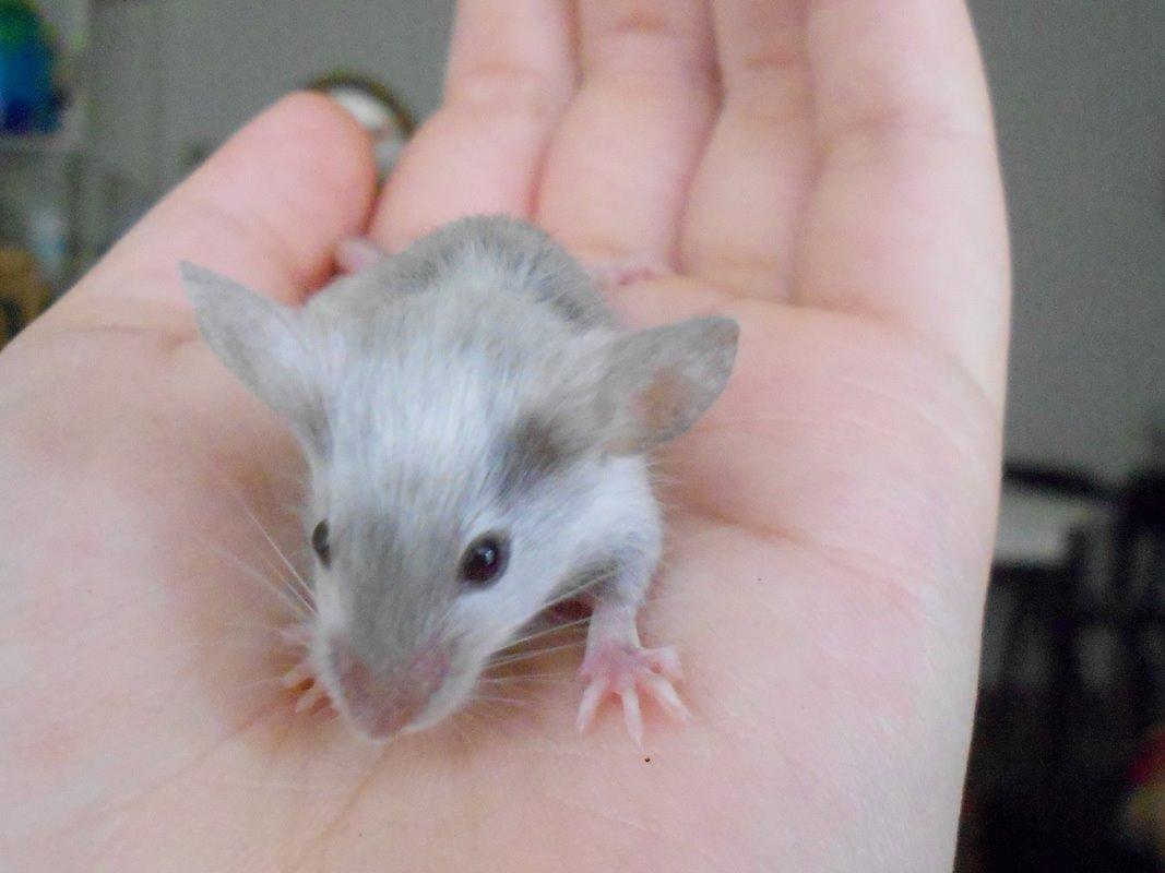 Mus Vejlmus' Ebay [Himmelgnaver] billede 33