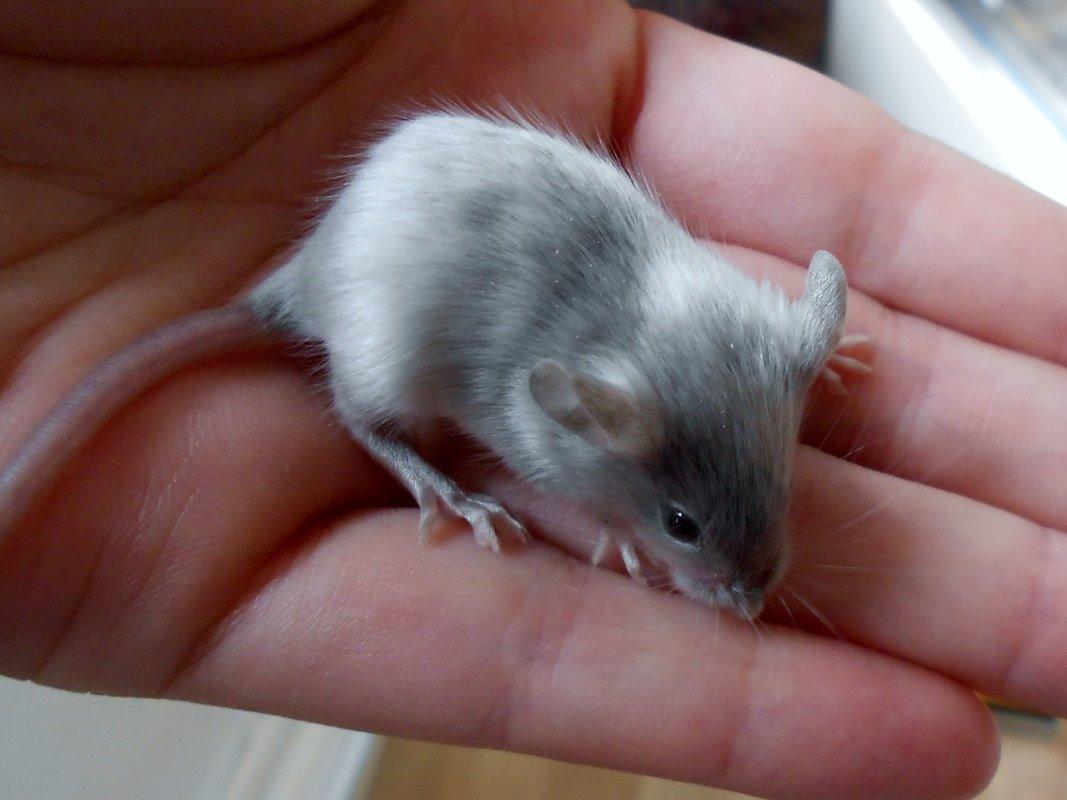 Mus Vejlmus' Ebay [Himmelgnaver] billede 38