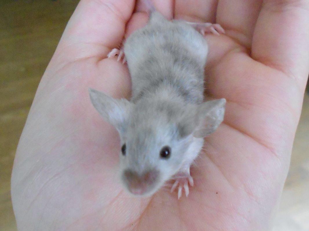 Mus Vejlmus' Ebay [Himmelgnaver] billede 21