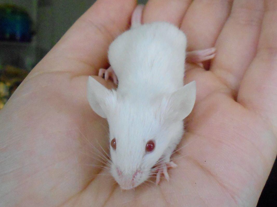 Mus Vejlmus' Ebony [Himmelgnaver] billede 6