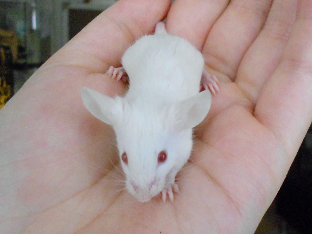 Mus Vejlmus' Ebony [Himmelgnaver] billede 17