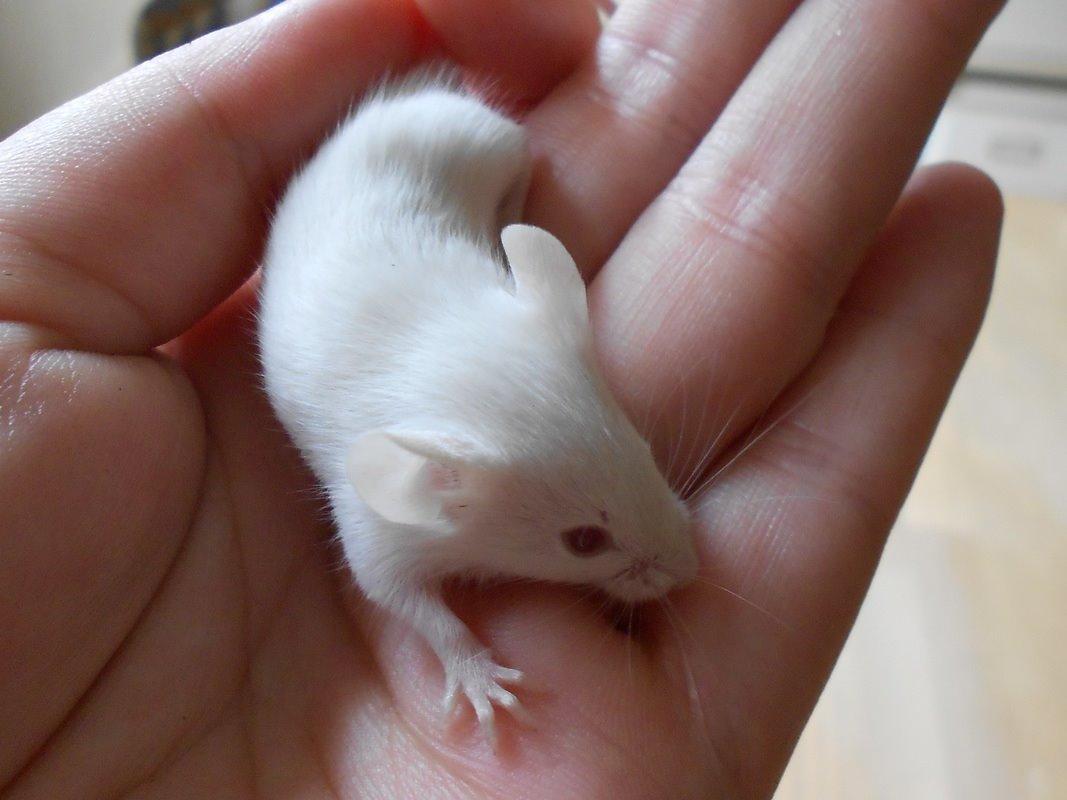 Mus Vejlmus' Ebony [Himmelgnaver] - Så lille hun engang var <3 billede 31