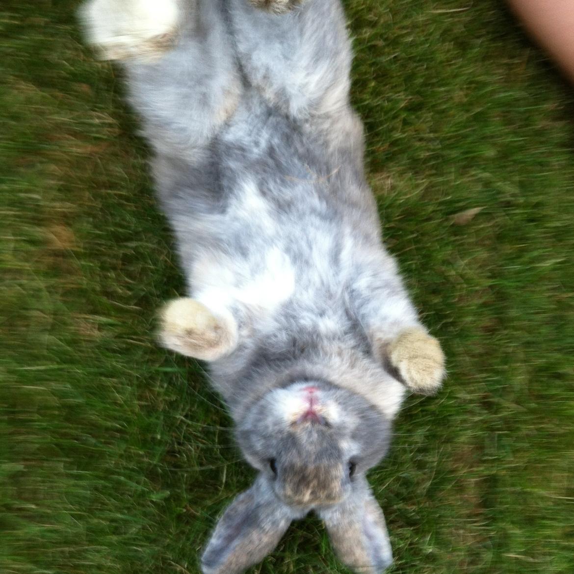 Kanin Skovhytten´s Daisy billede 25