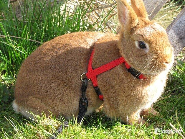 Kanin Ahrenkiels Cherry - Billede lånt af Karla billede 11