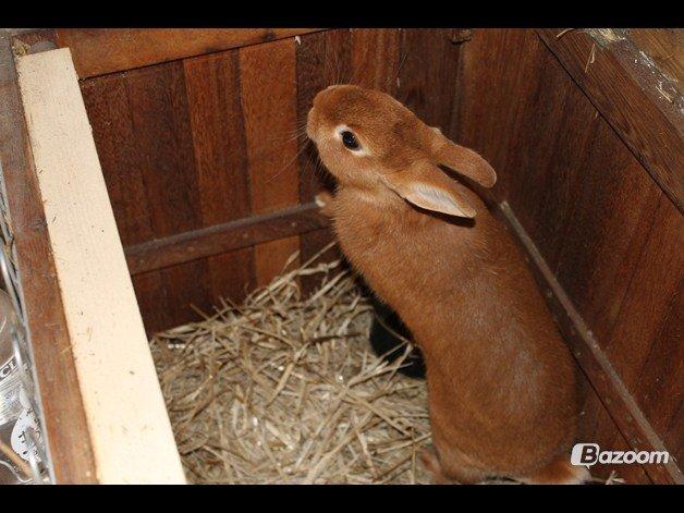 Kanin Ahrenkiels Cherry - Billede lånt jeg Rachel billede 10