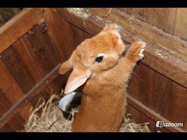 Kanin Ahrenkiels Cherry - Billede lånt af Rachel billede 8