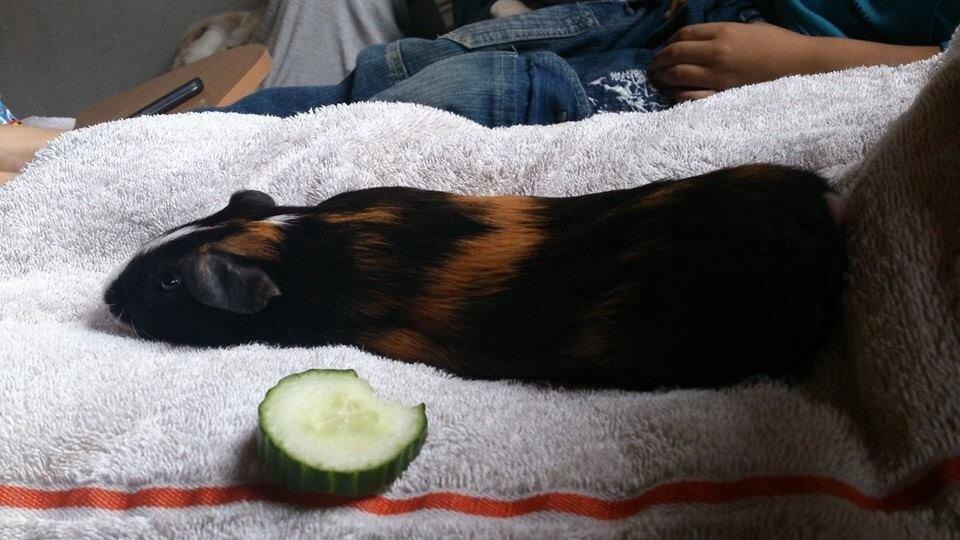 Marsvin Kejser billede 6