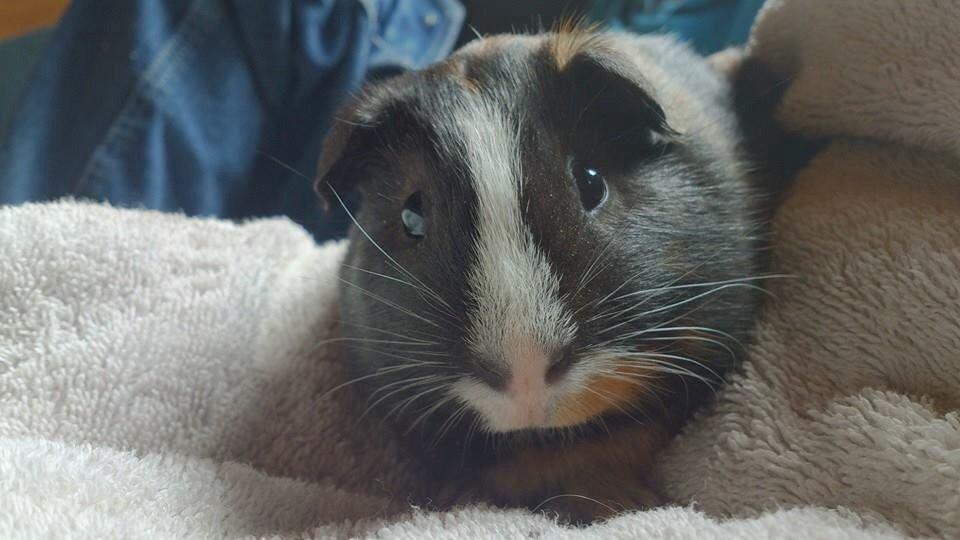 Marsvin Kejser billede 5