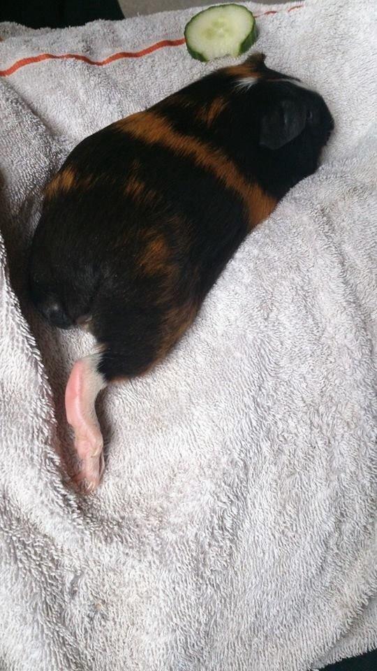 Marsvin Kejser billede 7