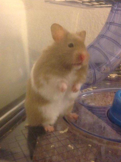 Hamster Mrs. Meatball billede 1