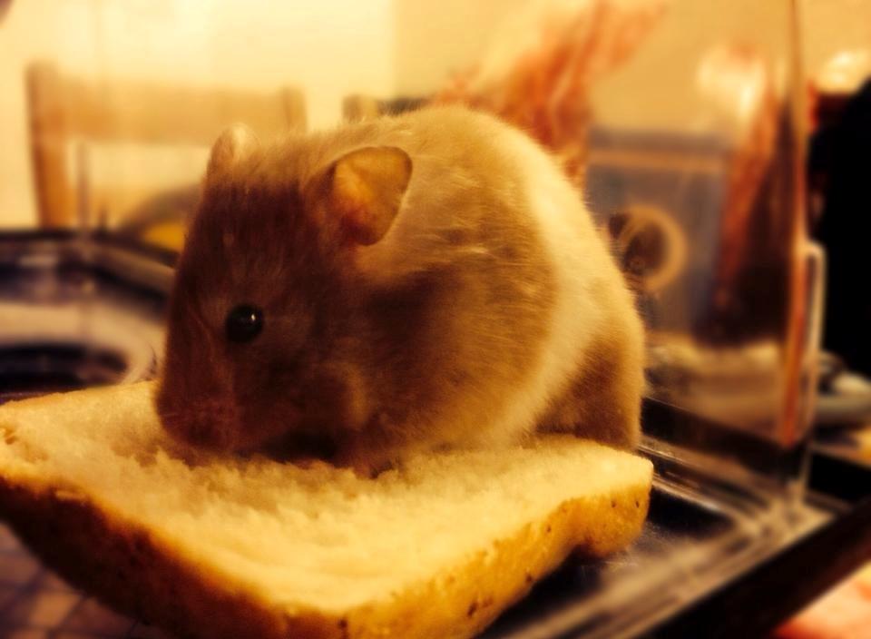 Hamster Mrs. Meatball billede 2